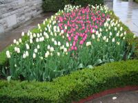 tulips 1.jpg - 2003:05:15 16:56:01