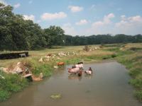 001 cows in the stream 20040702.jpg - 2004:07:02 08:37:11