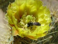 039 bee in cactus flower 20080607.jpg - 2008:06:07 08:51:52